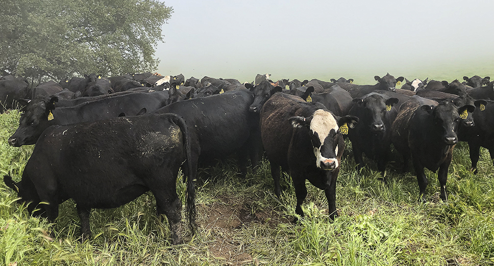 Cattle grazing on the pasture on a foggy day